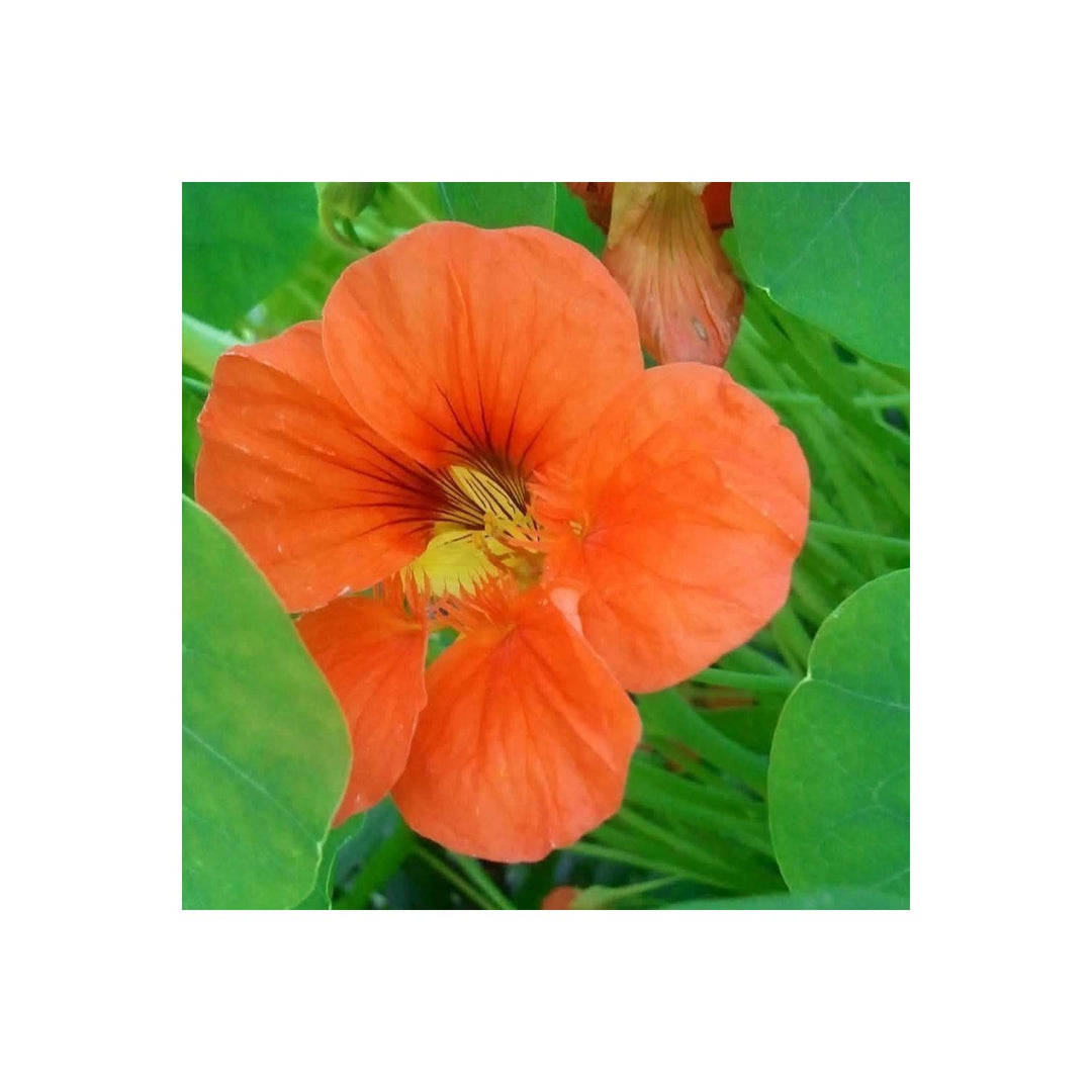 Orange Hanging Nasturtium For Planting Heirloom For Home Garden Gmo Free Flower Seeds for Home [neera-v5-2f7048a535bd8b4c9481]