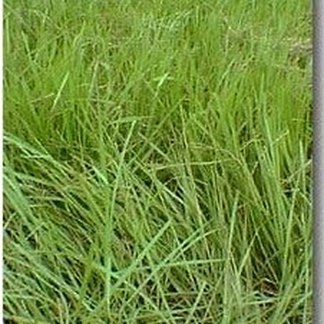 Pensacola Bahia Grass Plant For Planting Flower Seeds for Home Garden Planting, Exotic Organic [neera-v5-2f7115943b2a10a599ce]