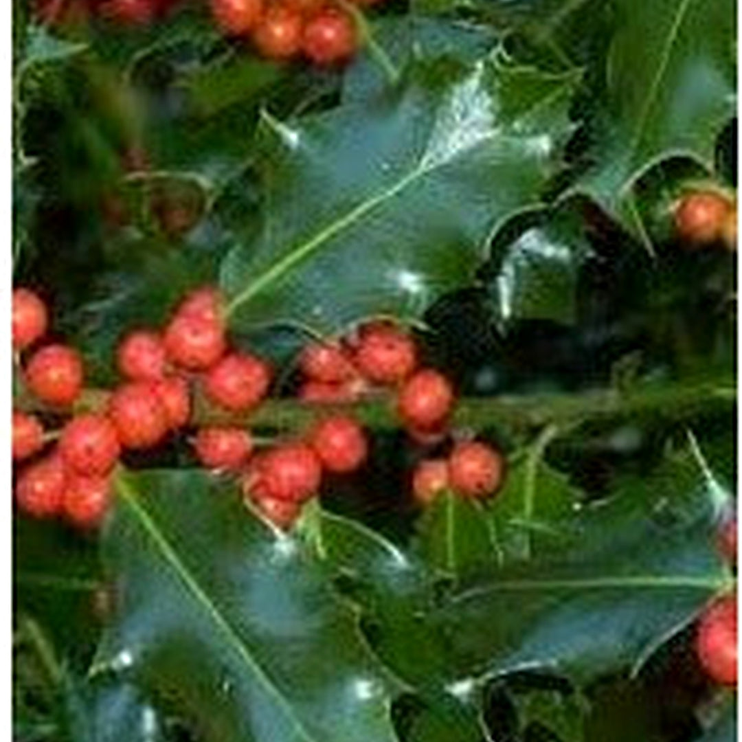 Ilex Aquifolium (English Holly) Seeds for Planting [neera-v5-2f713a9a3d4e461ab8b8]