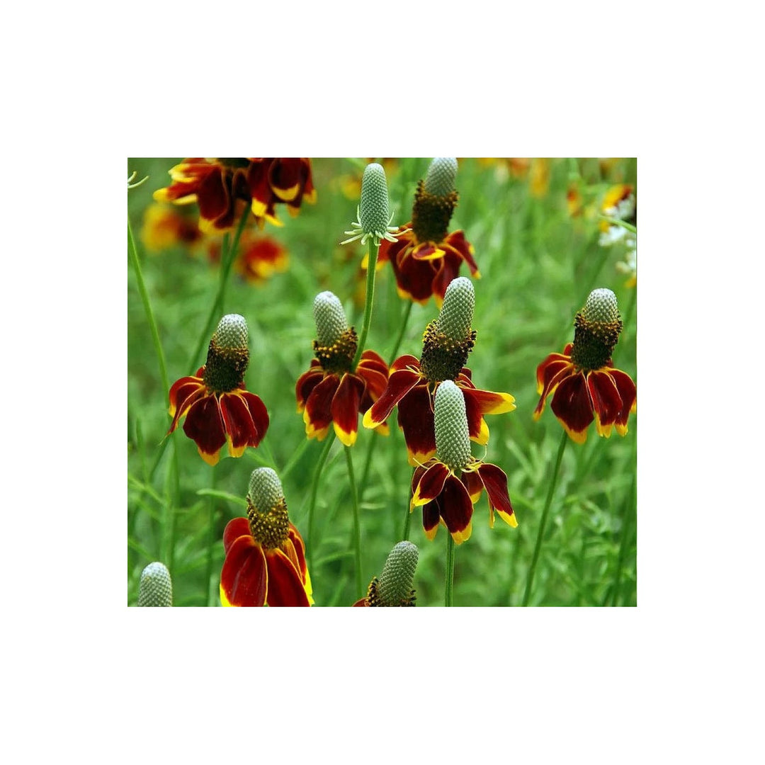 Heirloom Prairie Flower Non Gmo Wildflower Mix Naturalized Garden Planting Flower Seeds [neera-v5-2f77630c50b417ae211b]