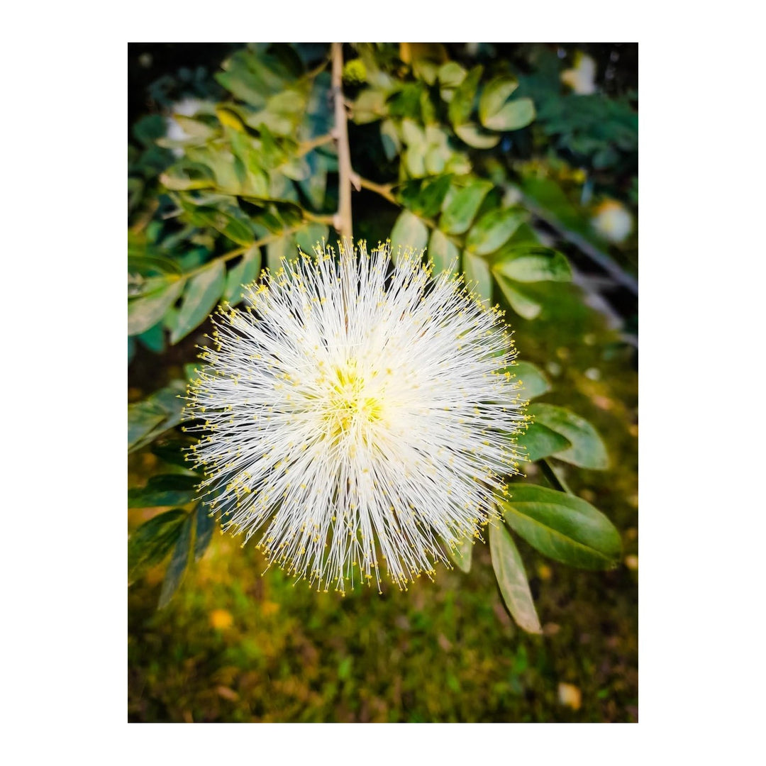 Mimosa Flower For Planting Flower Seeds for Home Garden Planting, Landscape Organic Blooming [neera-v5-2f7dfe06815ac5d9272f]