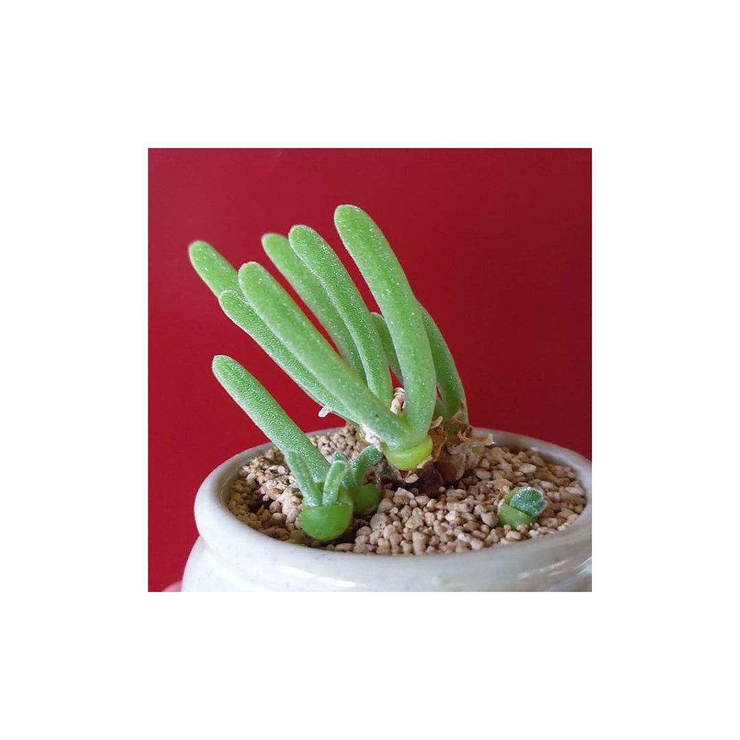 Bunny Ears Lithops Pseudotruncatella Succulent For Planting In Indoor Pots Decorative Rock [neera-v5-2f7e69b4a99521db91db]