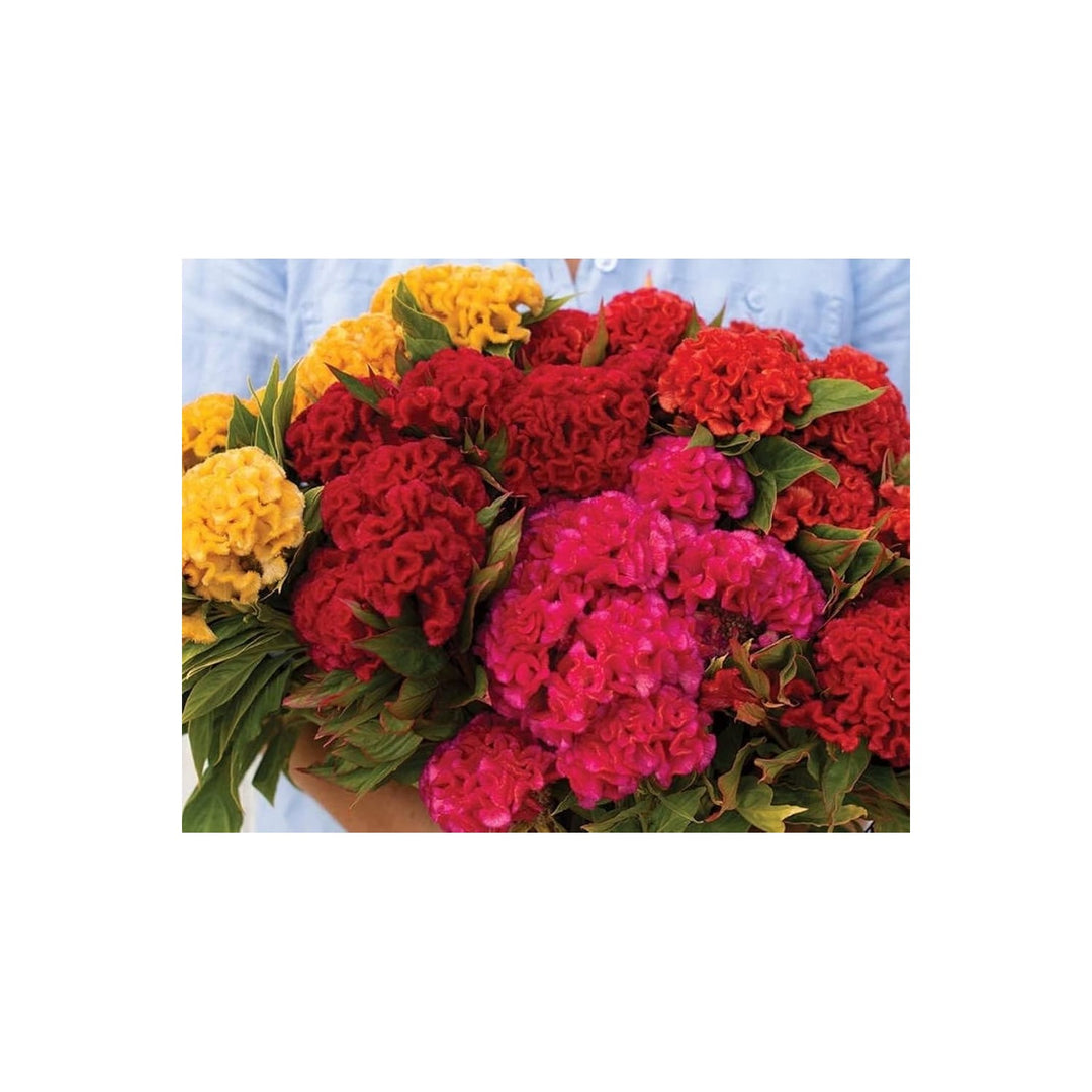 Celosia Crested Cockscomb Mixed Colors Flower For Garden Flower Seeds for Home Garden Planting, [neera-v5-2f8593cda3d575a11162]