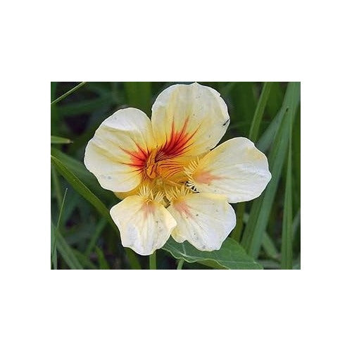 Heirloom Cream Yellow Nasturtium Flower Seeds for Planting | Non-GMO Organic Garden Seeds | Edible Blooms High Germination [neera-v5-2f86dcefc47e50028672]