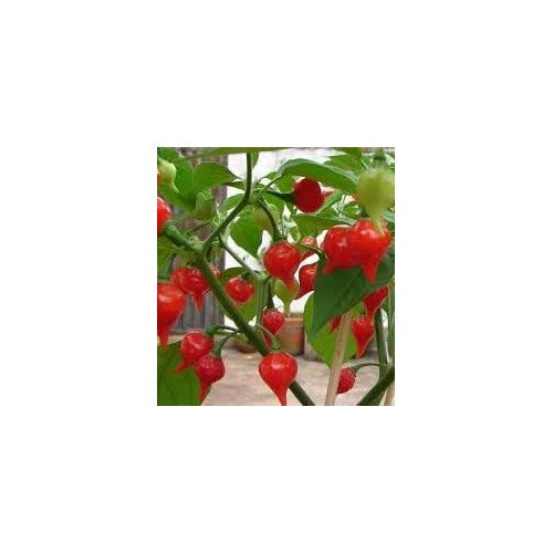 Sweet Drop Chili Pepper Seeds for Planting [neera-v5-2f8e1b00296d1dbfcc1f]