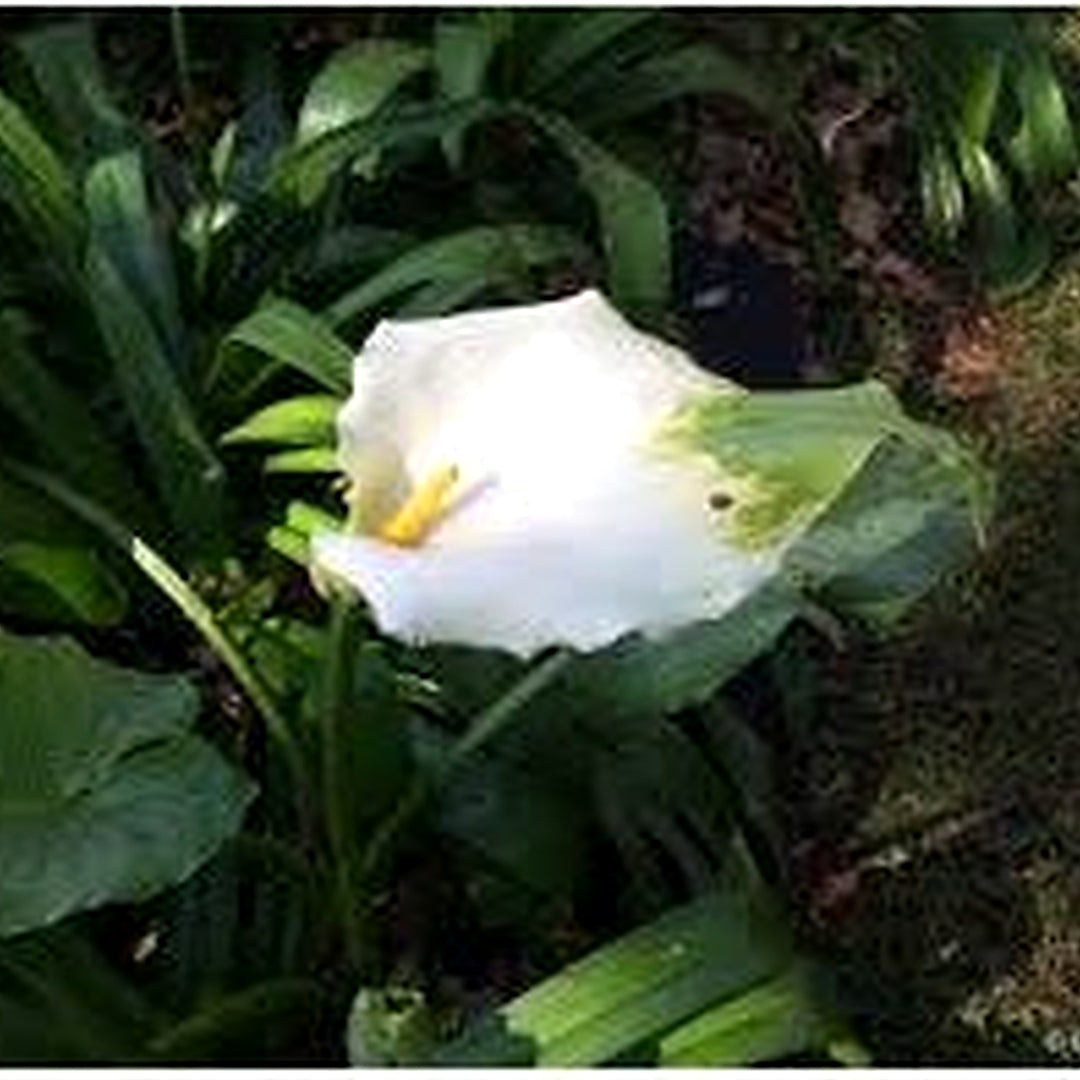 White Zantedeschia Aethiopica Flower Seeds for Planting [neera-v5-2f94b266a13d5d880aa9]