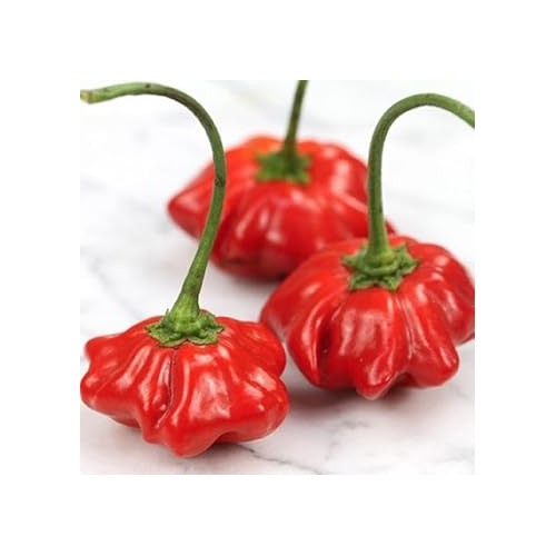 Aji Brazilian Starfish Pepper Seeds for Planting [neera-v5-2f95021039d71f843e6c]