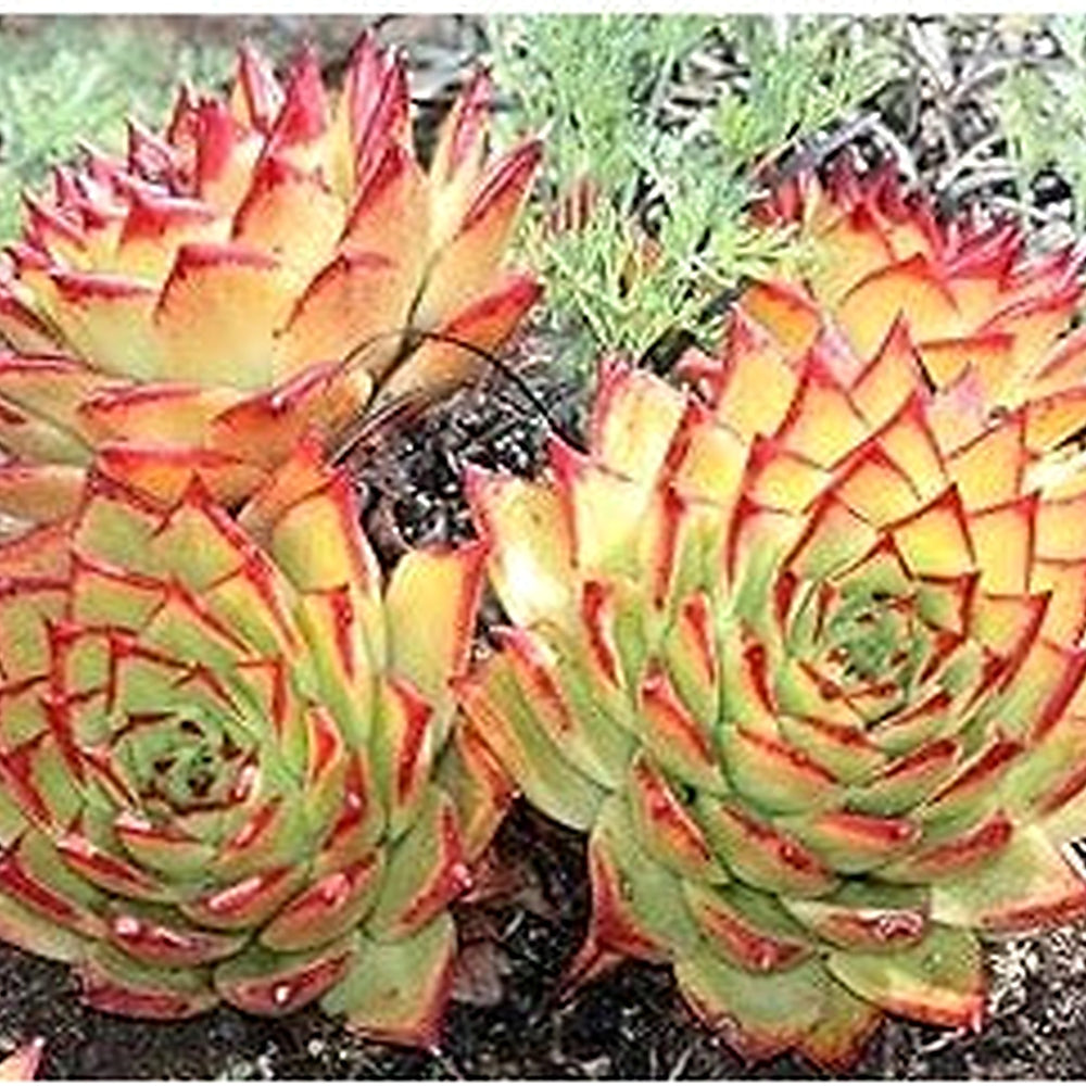 Heirloom Green Red Succulent Flower Seeds for Planting | Non-GMO Organic Garden Seeds | High Germination Unique Blooms [neera-v5-2fa607b672fcf1533902]