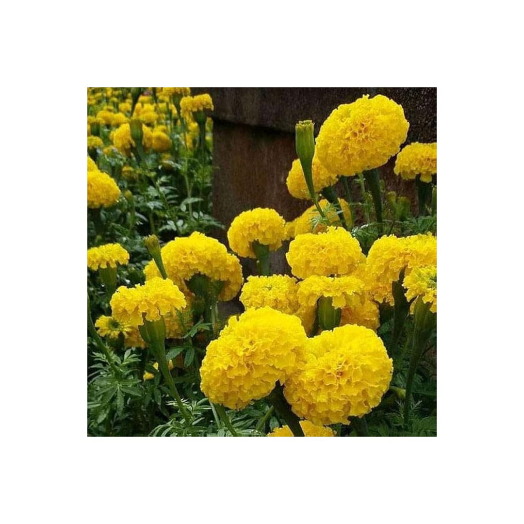 Tagetes Sparky Marigold Flower Bulk For Vibrant Bedding And Border Planting Flower Seeds for Home [neera-v5-2fac17a2e52e67e7a46a]