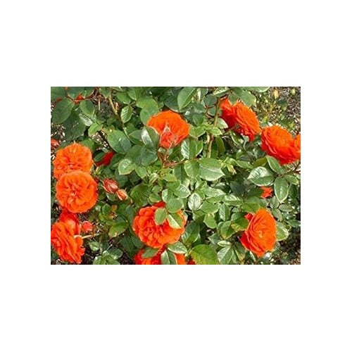 Full Orange Climbing Rose Plant Seeds for Planting Non-GMO Heirloom Garden Seeds for Growing [neera-v5-2fad668ae7fe757ffb7c]