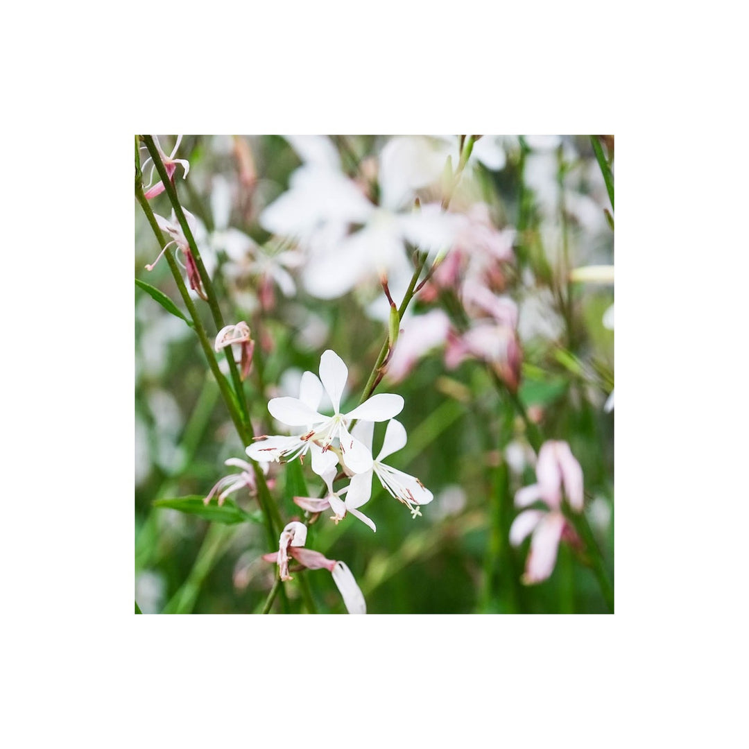 White Lindheimeri Flower Planting Organic Heirloom Non Gmo Flower Seeds Home Garden [neera-v5-2fbcecfdd23d86f95ad5]