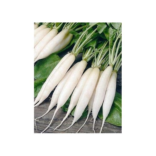 White Radish Seeds for Planting [neera-v5-2fc975196b1c5e056075]