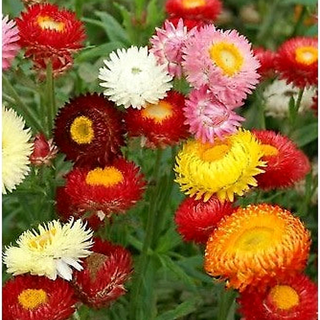 Strawflower Tall Double Mix Planting Cut Flower Mixed Colors Usa Heirloom Non Gmo Flower Seeds [neera-v5-2fc97646b9d28ef85e90]