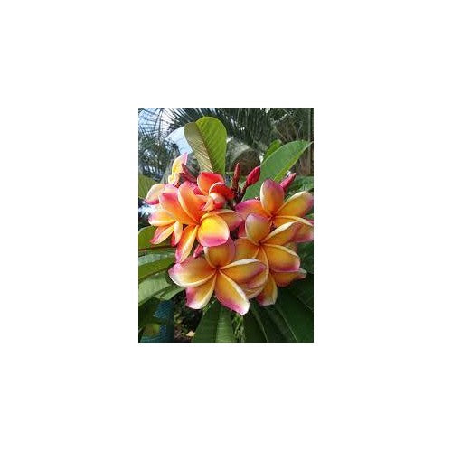 Peach Frangipani Flower Seeds for Planting [neera-v5-2fddfaf3d5619a64f11b]
