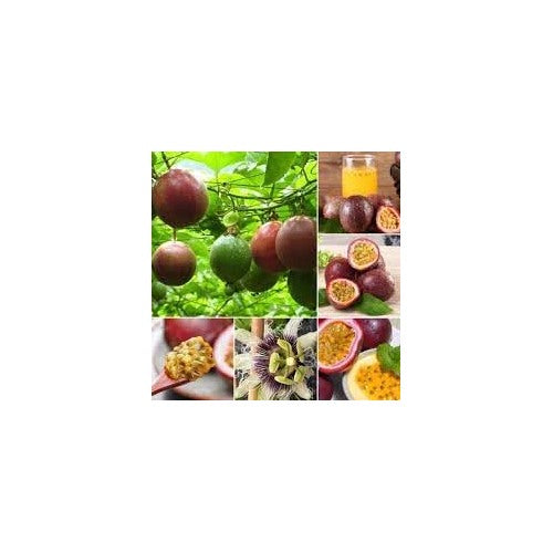 Passion Fruit Seeds for Planting [neera-v5-300cc35bf6dfdb3af949]