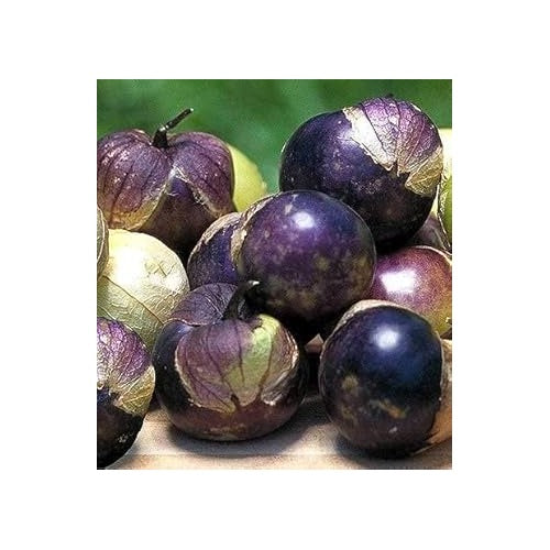 Purple Tomatillo Seeds for Planting [neera-v5-30159411303b0554a058]