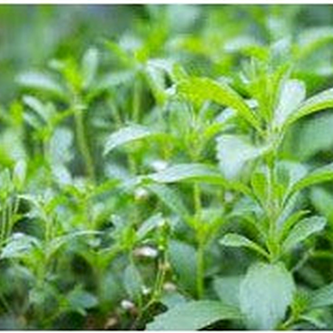 Starleaf Stevia Plant Seeds for Planting [neera-v5-301f35514730d3a92c6d]