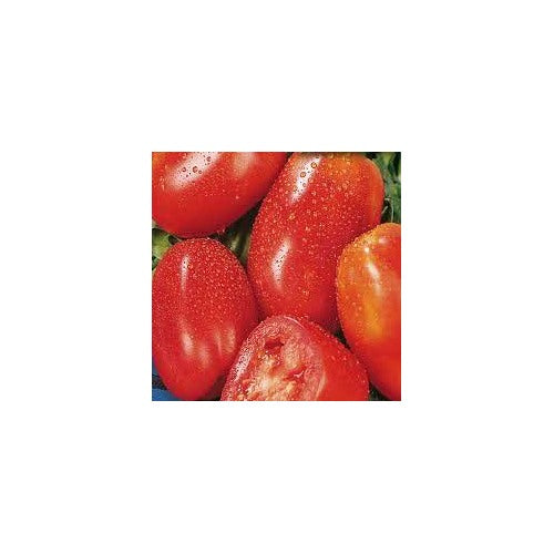 San Marzano Italian Plum Tomato Seeds for Planting [neera-v5-3028fd6599336973e259]