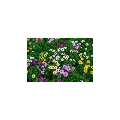 African Marigold Mixed Flower Seeds for Planting [neera-v5-302cd7f89754144327a2]