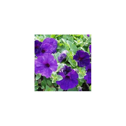 Blue Petunia Wave Flower For Garden Planting Heirloom Non Gmo Easy To Grow Flower Seeds for Home [neera-v5-3042b5e5d21b9f2edd49]
