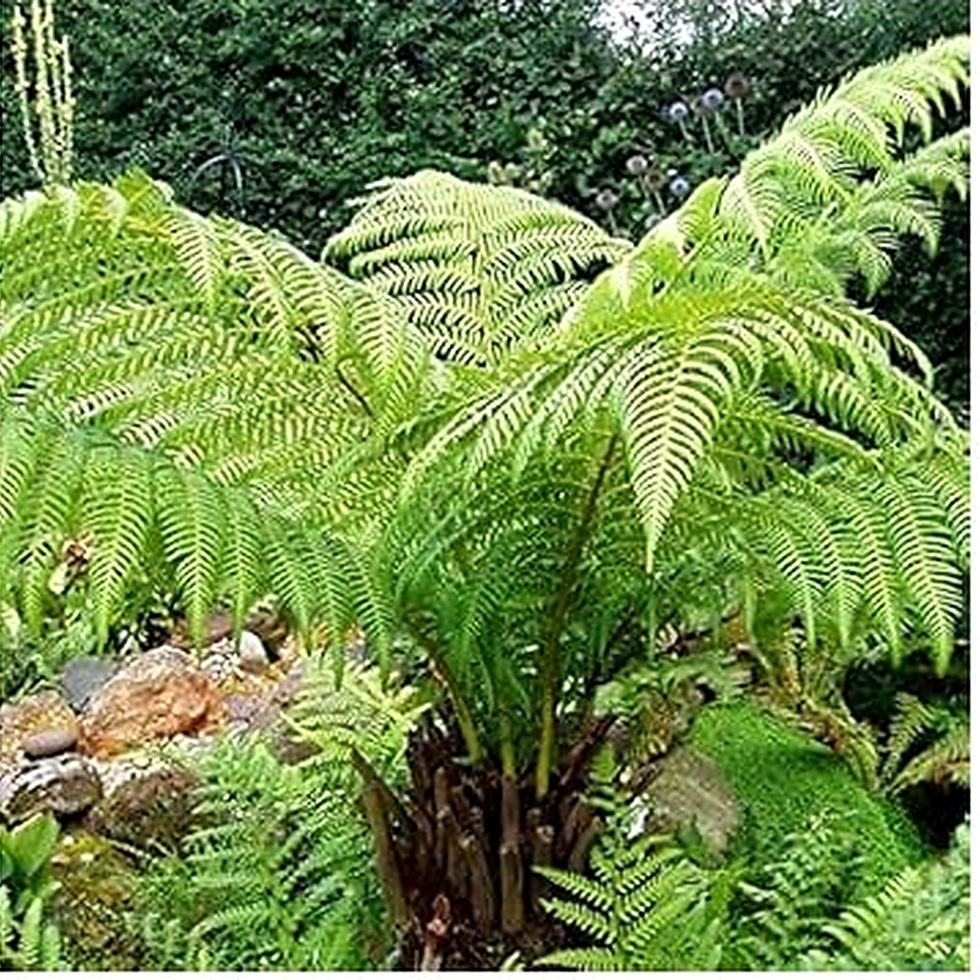 Light Green Fern Pteridophyta seeds for Planting [neera-v5-304d6c60031dcb141c75]
