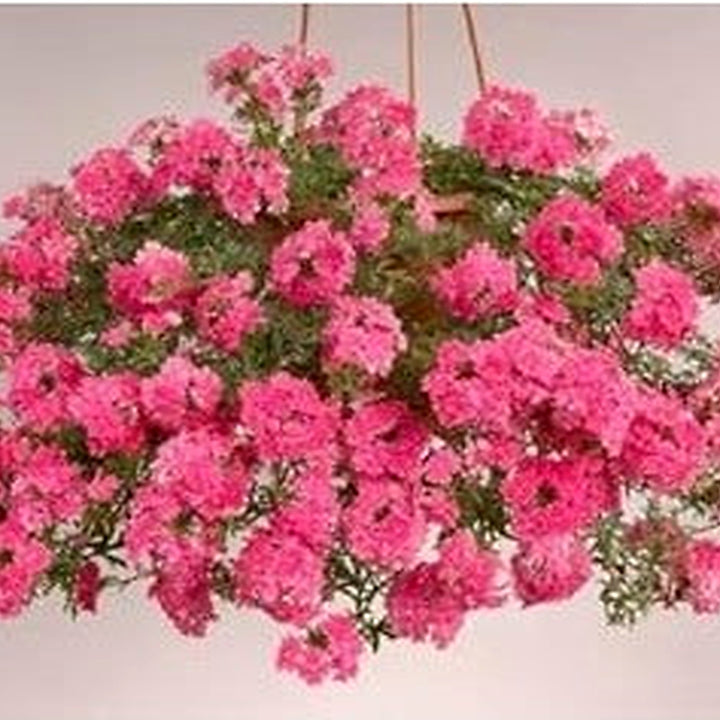 Organic Heirloom Pink Verbena Flower Seeds for Planting | Non-GMO Organic Garden Seeds with High Germination [neera-v5-304da72f8e63a44104d1]