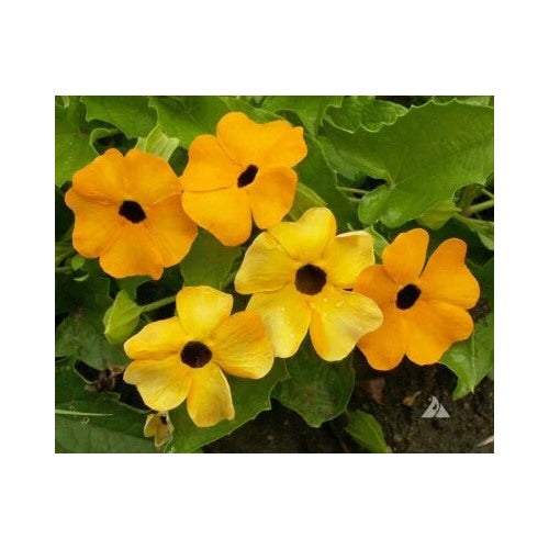 Black Eyed Susan Vine Mixed Colors Tender Perennial Pollinators Non Gmo Heirloom Flower Seeds [neera-v5-3053e36855000aa91508]
