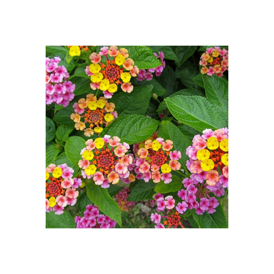 Lantana Lantana Camara Holl Rainbow Flower For Planting In Home Garden Or Sunny Borders Flower [neera-v5-3053ebef3686eef25ac2]