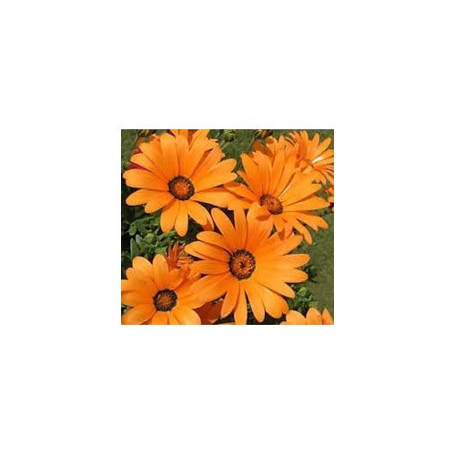 Organic Cape Marigold Flower Seeds for Planting [neera-v5-30612ae2dc69e565c765]