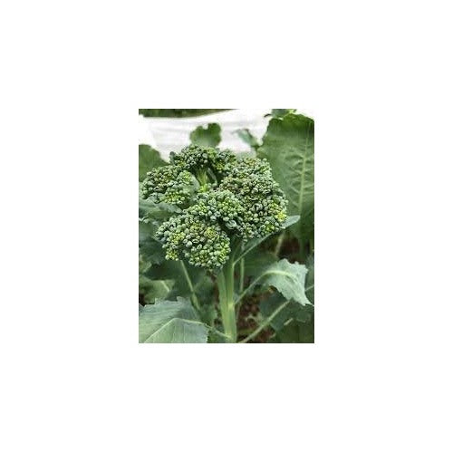 Calabrese Broccoli Seeds for Planting [neera-v5-306bbdd6b8e4f9143120]