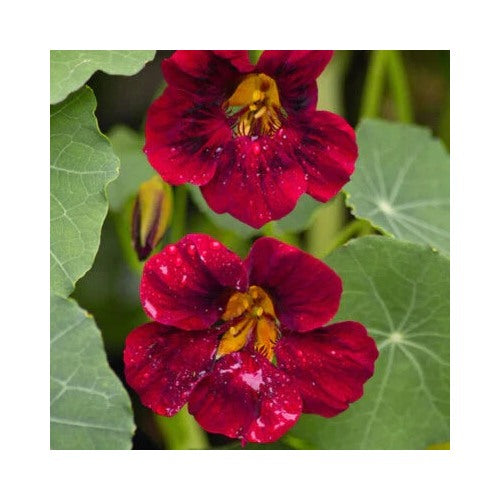 Black Velvet Nasturtium Planting Heirloom Non Gmo Edible Flowers And Leaves Flower Seeds [neera-v5-306f35a9392a465f9876]