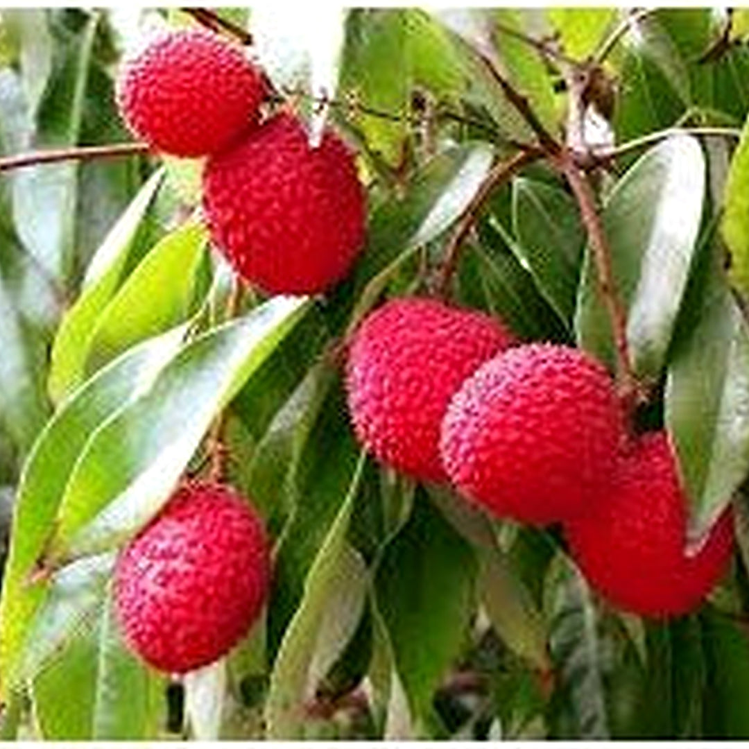 Bright Red Lychee Fruit Seeds for Planting [neera-v5-3082c0ca83c7e60a2cb3]