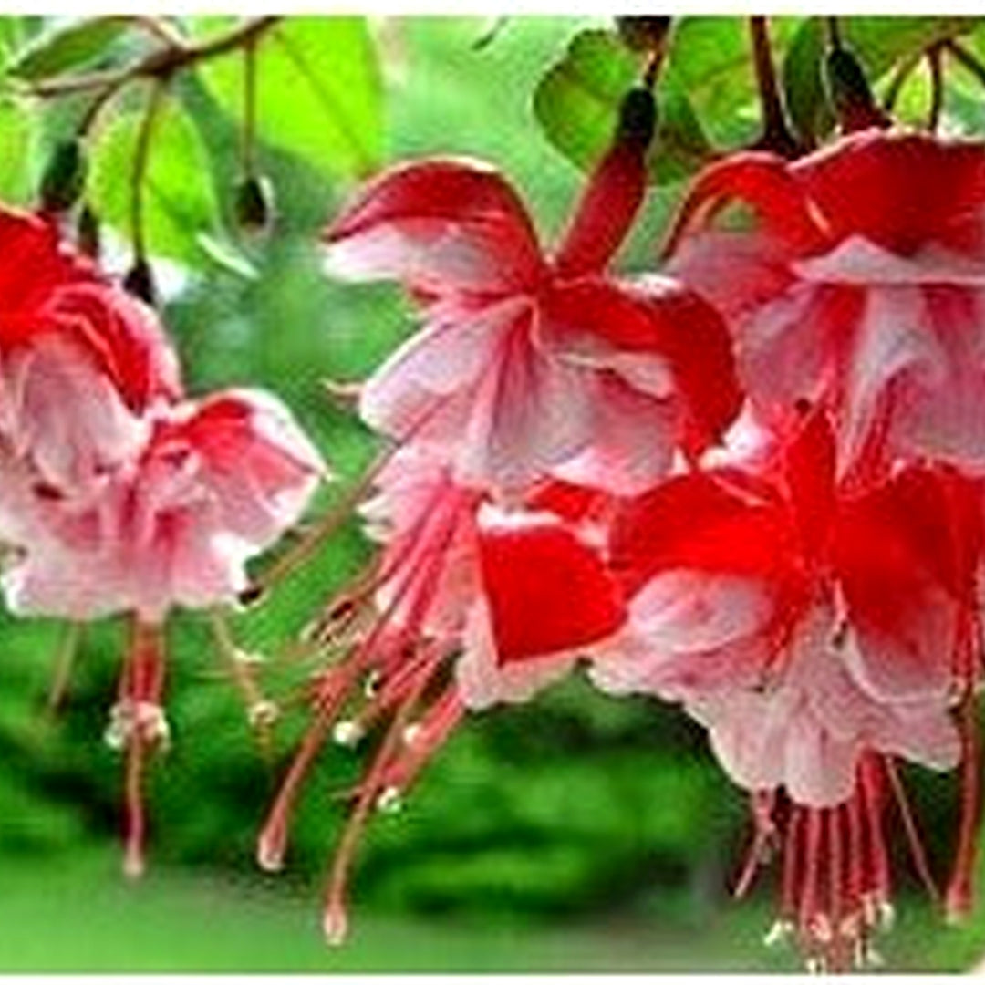 Heirloom Light Pink Red Fuchsia Flower Seeds [neera-v5-308603adca00413241cb]
