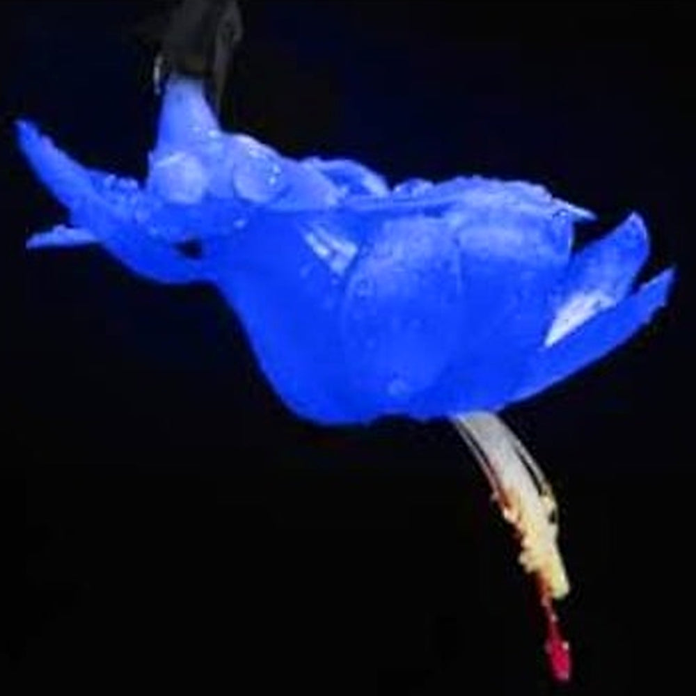 Blue Zygocactus Flower Seeds for Planting [neera-v5-308df3193e6278f6367f]