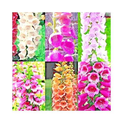 Foxglove Mix Perennial Flowers Excelsior Hummingbirds Heirloom Non Gmo Flower Seeds Home Garden [neera-v5-30931bd43869ec64f633]