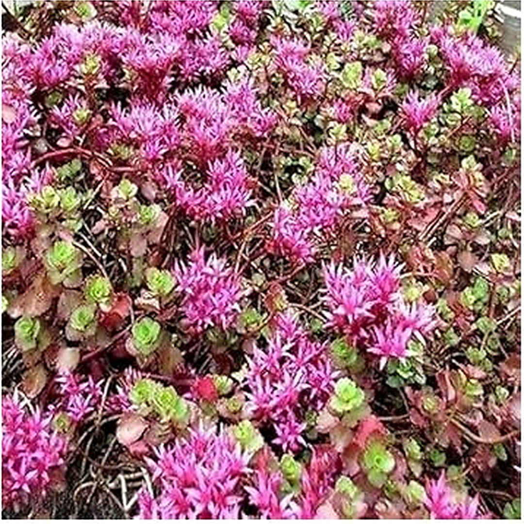 Spurium Coccineum Seeds for Planting [neera-v5-309779147c431e3de02e]