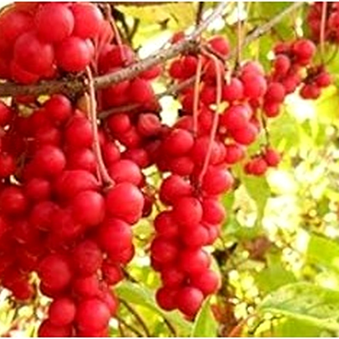 Red Schisandra Fruit Seeds for Planting | Heirloom Non-GMO Organic Seeds for Tangy, Nutritious Garden Fruits [neera-v5-30a0ba7d487989742277]
