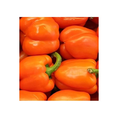 Orange Bell Pepper Vegetable Seeds for Planting [neera-v5-30ad7474c634fcebf419]