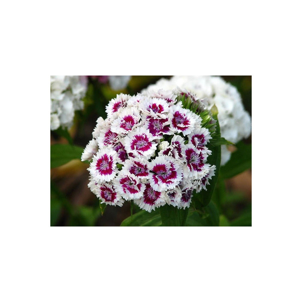 Heirloom Non Gmo Dianthus Flower For Planting Fragrant Hardy Blooms For Garden Borders Flower Seeds [neera-v5-30c19b179472b05caffa]