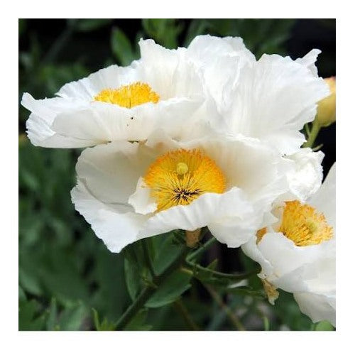 Romneya Coulteri Matilija Poppy Flower Seeds for Planting [neera-v5-30c69b24206b48b00ff4]