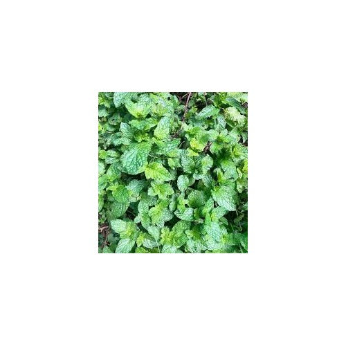 Peppermint Mint Seeds for Planting [neera-v5-30c69e6b1d0fd4bed12a]