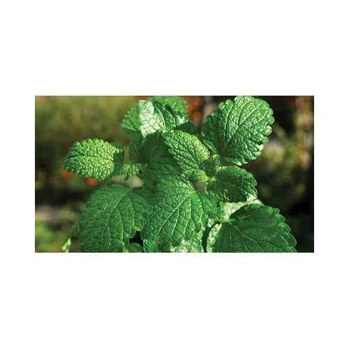 White Peppermint Vegetable Plant Seeds [neera-v5-30ccacec9cc0f2bca3ac]