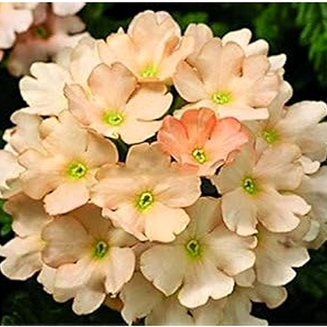 Light Orange Verbena Flower Seeds [neera-v5-30cdc1b230cc2843bd71]