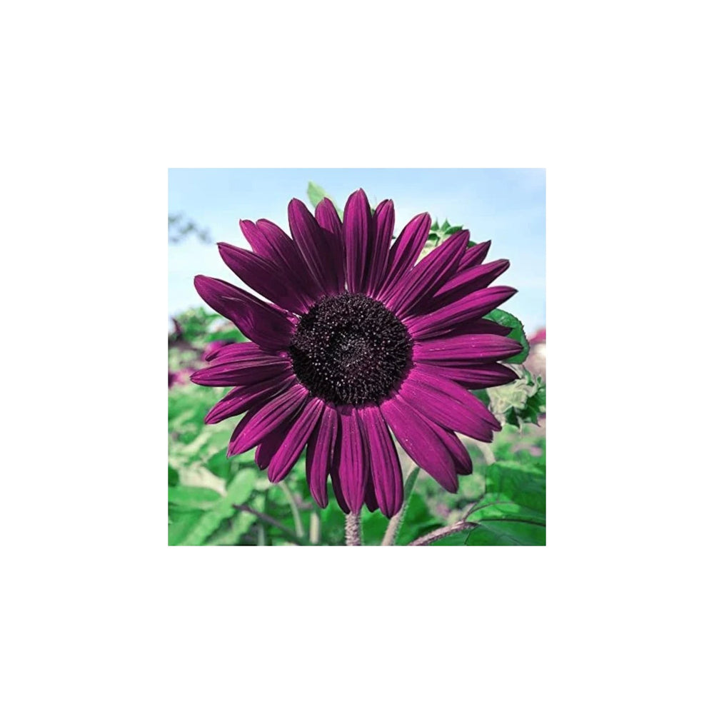Purple Organic Sunflower Flower For Planting Heirloom Non Gmo Flower Seeds for Home Garden [neera-v5-30d9b0cc0d5d14a37802]