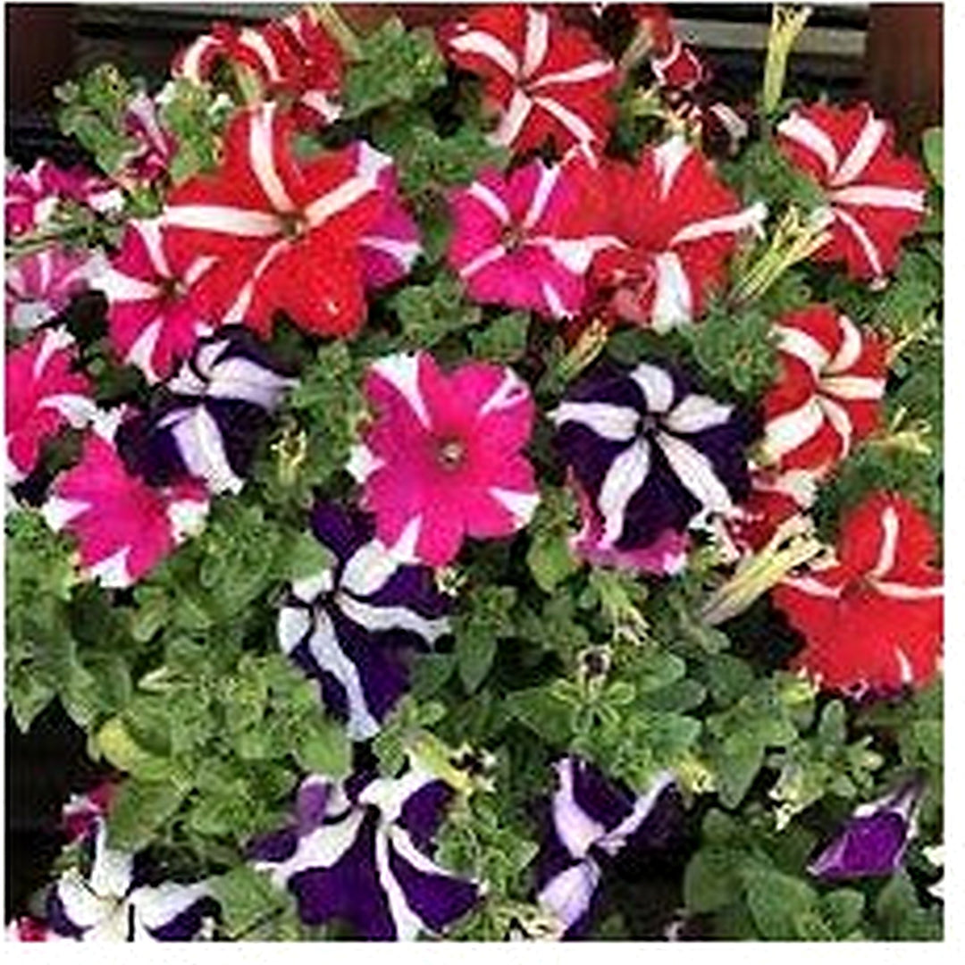 Starry Petunia Multi-Colour Flower Seeds for Planting [neera-v5-30dfc59008626bcf8619]