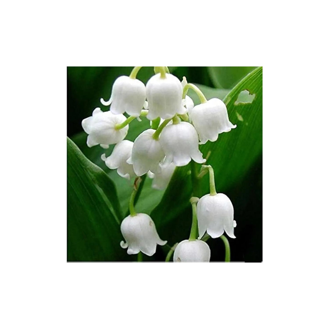 White Windbell Orchid For Planting Non Gmo Flower Seeds for Home Garden Planting, Exotic Organic [neera-v5-30e69268e8290e4623ac]