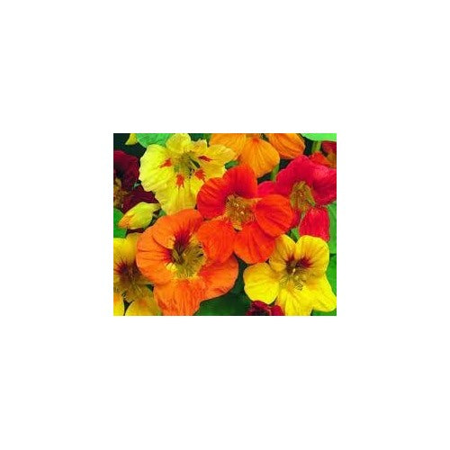 Mixed Tropaeolum Majus Flower Seeds [neera-v5-30eb728d5ac674ce491d]
