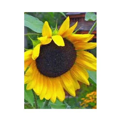 Golden Sunflowers Newly Harvested The Classic Sunflower Heirloom Non Gmo Flower Seeds Home [neera-v5-30ebb49f82bde31b1f31]