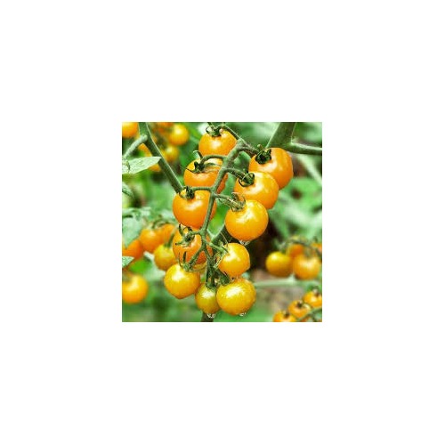 Sun Gold Cherry Tomato Seeds for Planting [neera-v5-30f494710e28937cc743]