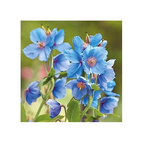 Heirloom Meconopsis Betonicifolia Himalayan Blue Poppy Flower Seeds for Planting [neera-v5-30faaa84195da6af85e8]